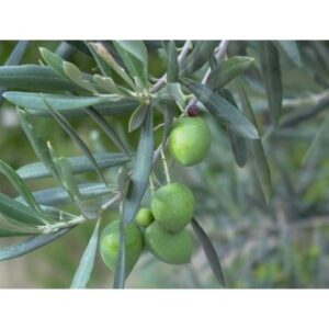agroxiolivo, l