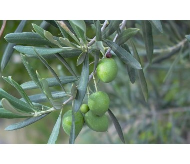 agroxiolivo, l agroxiolivo, l