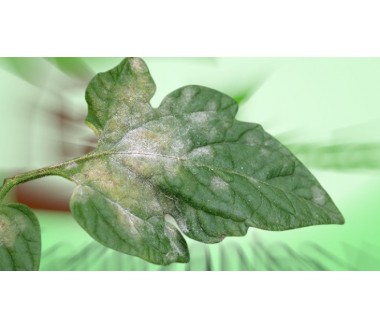 azufre mojable 80 % kg | fungicida ecológico contra oídio y ácaros azufre mojable 80 % kg | fungicida ecológico contra oídio y ácaros
