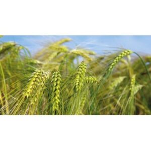 sirofop, 5l (herbicida cereales post emergencia)
