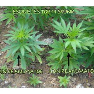 reanimator grow